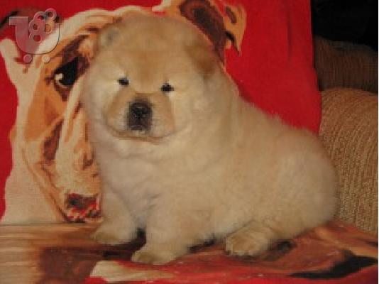 PoulaTo: CHOW CHOW